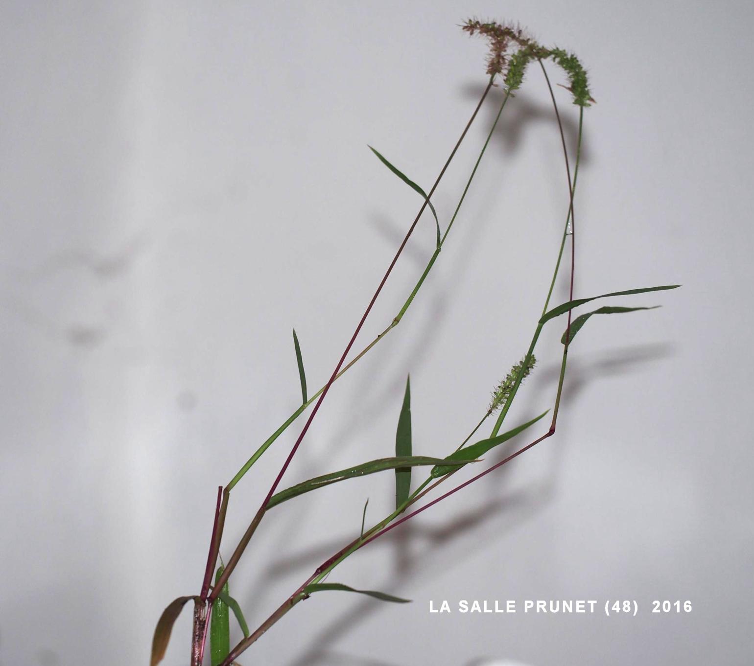 Bristle-grass, Hooked